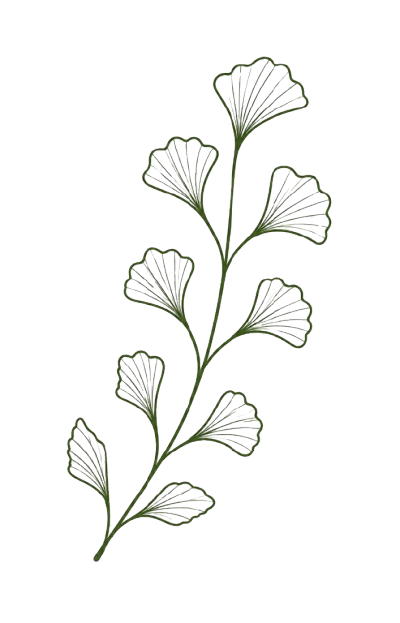 Pflanzen-Illustration